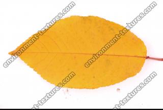 Photo Texture of Leaf 0070